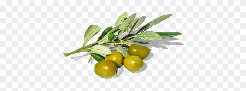 Almond - Olive #999689