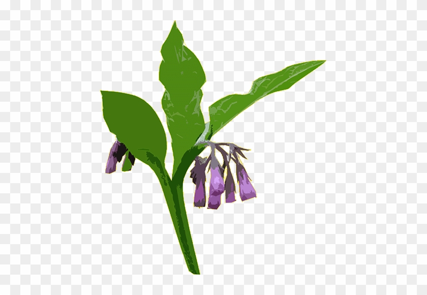 Comfrey Infused Almond Oil - Symphytum Officinale Png #999690