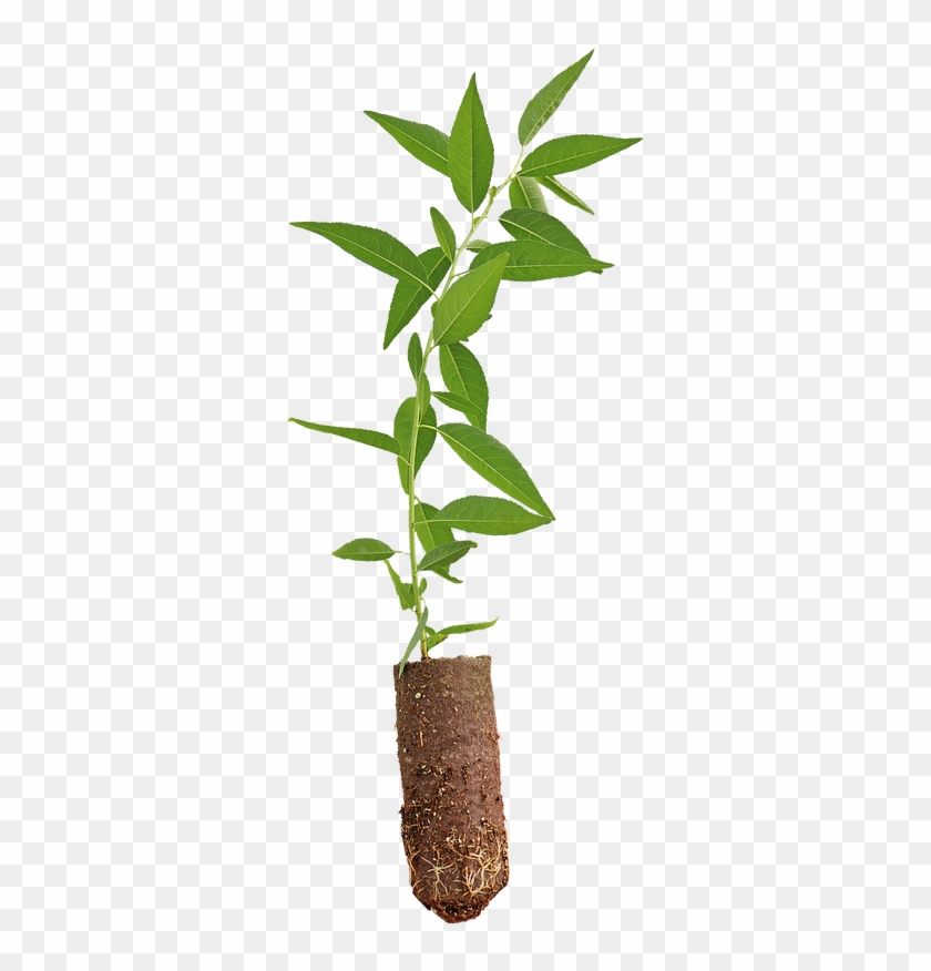Hybrid Almond Rootstocks - Houseplant #999692