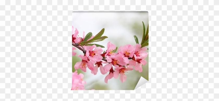 Spring Branch With Flowers Of Almond Wall Mural • Pixers® - Canvas #999695