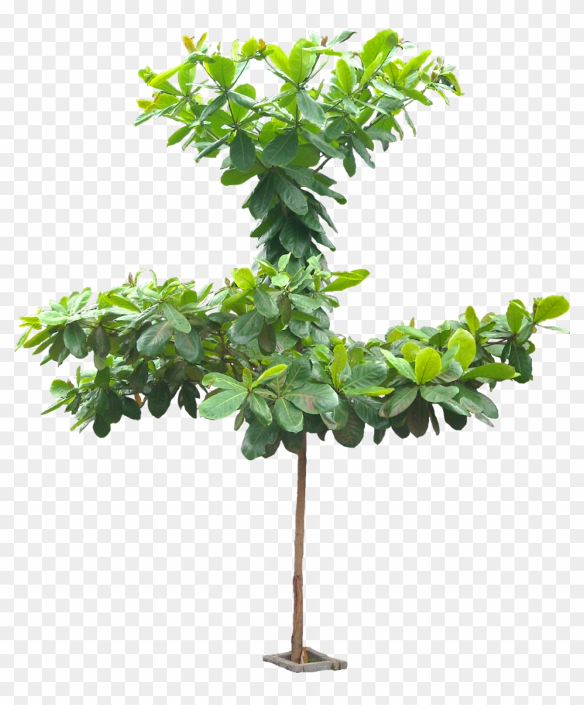 Terminalia Catappa - Arbol De Almendro Png #999697