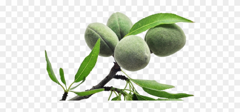 344 Image - Puressentiel Vegetal Oil - Sweet Almond Bio - 30 Ml #999701