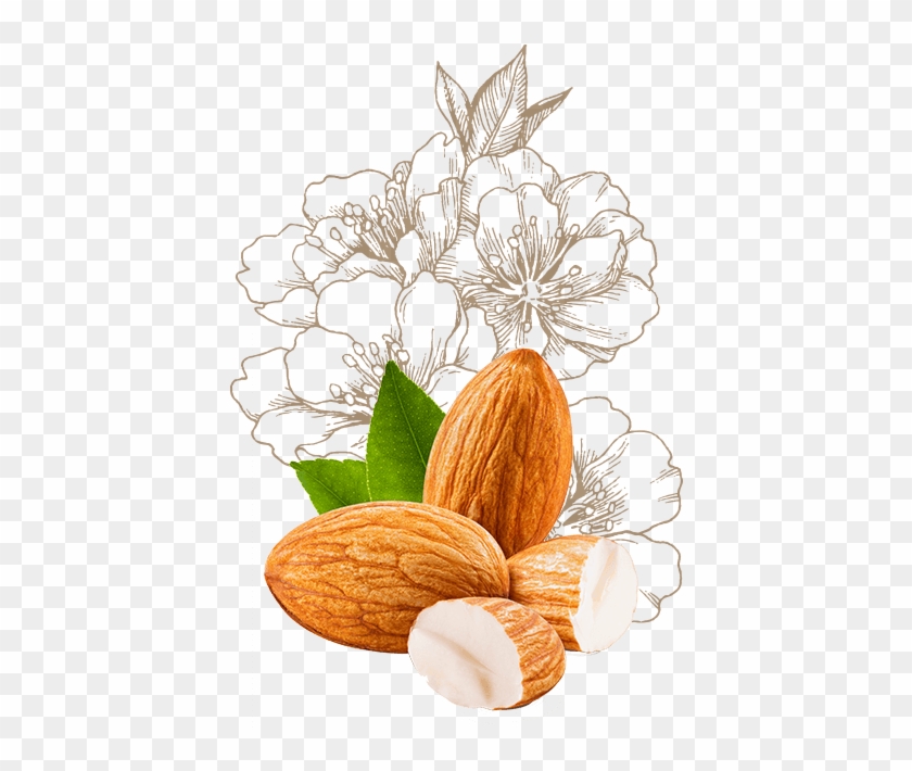 Ingredients - Navitalo Reis Drink Pulver Mandel #999702