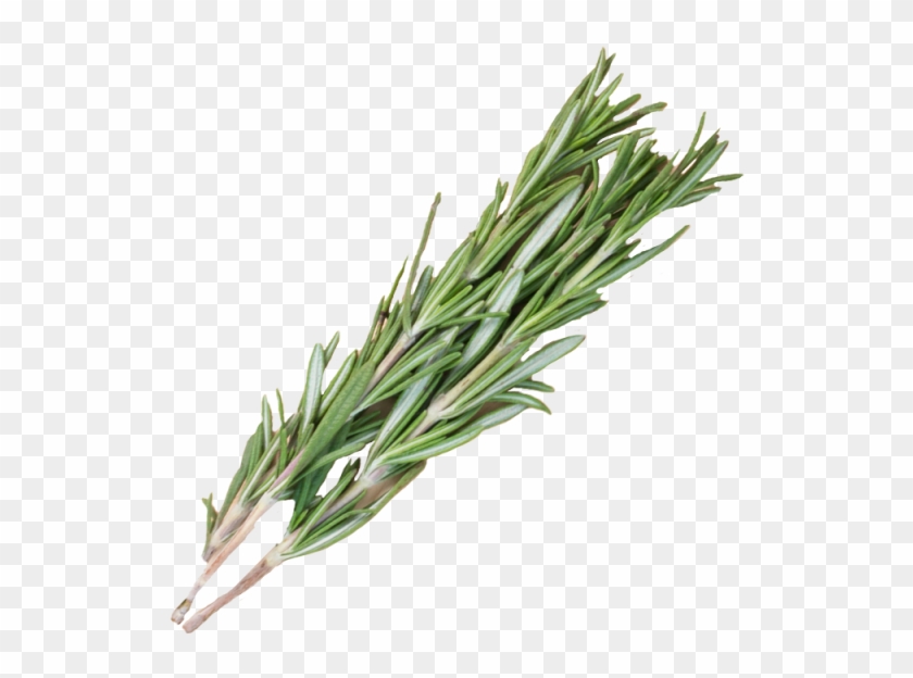 1 Bunch - Rosemary Png #999705