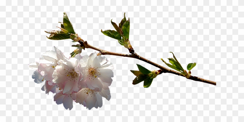 Prunus Branch Png Graphics Clipping Plant - Flowering Cherry Branch Png #999717