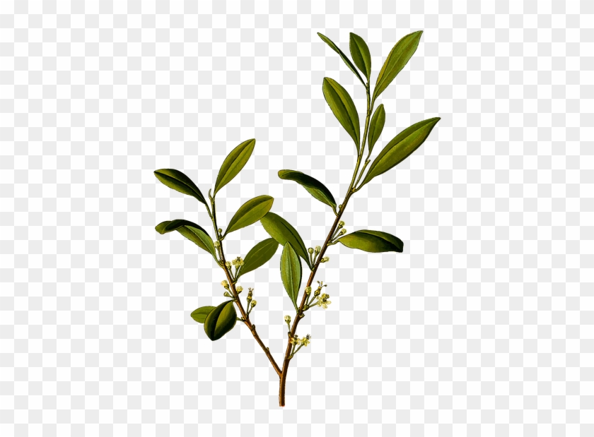 Alkaloid, Branch, Coca, Cocaine, Drug, Herbal - Coca Plant Png #999725