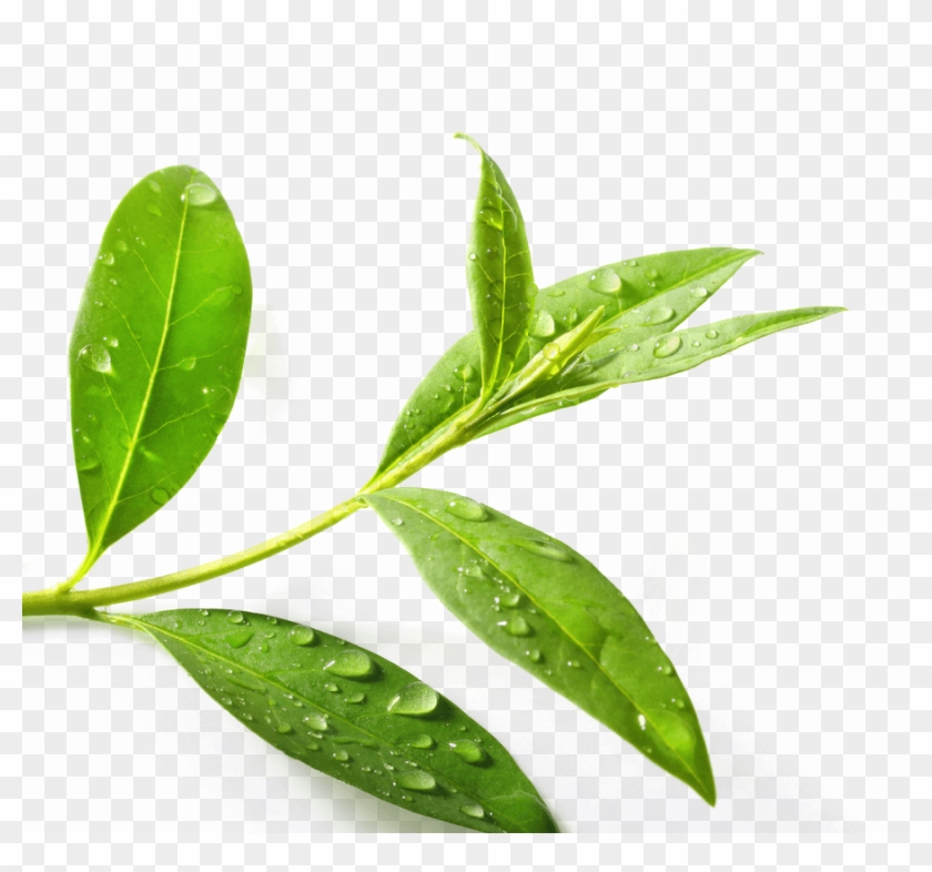 Tea Tree Png #999729