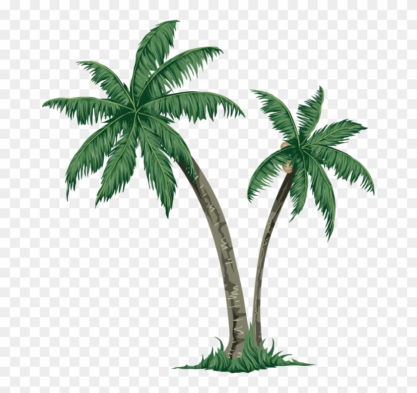 Arecaceae Tree Paper Clip Art - Drawings Of Palm Tree #999777
