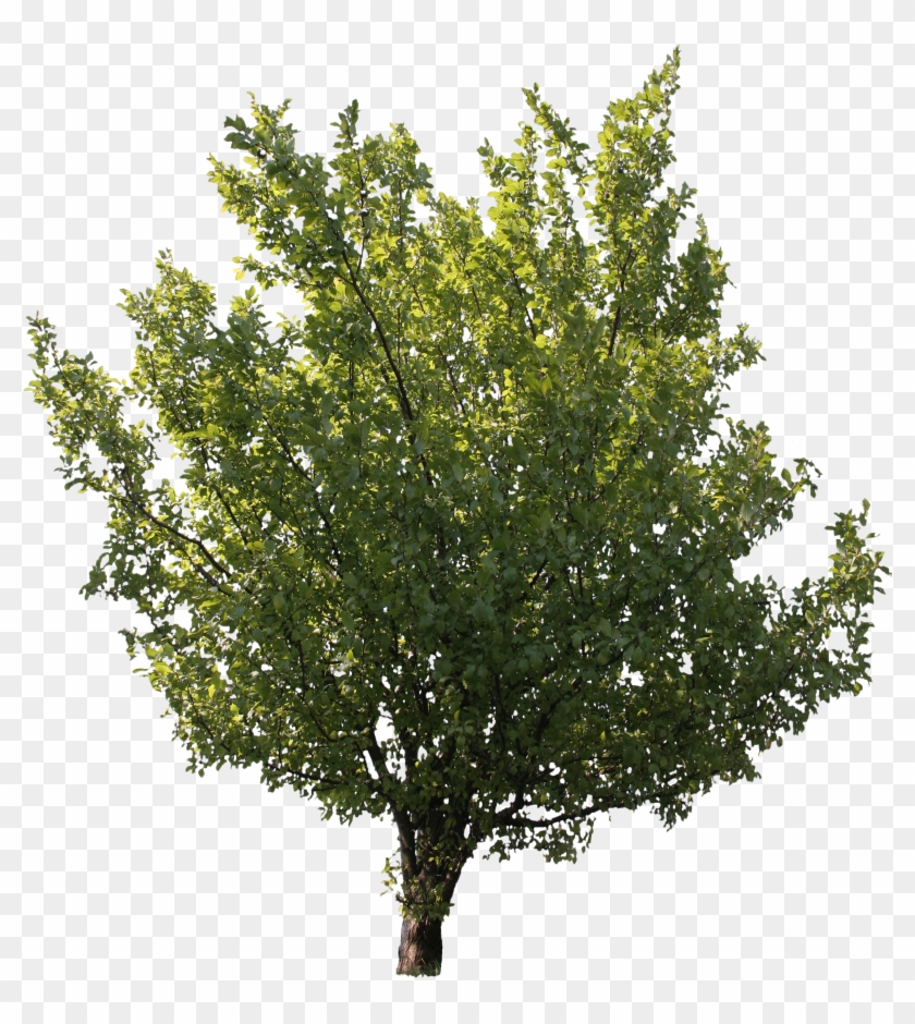 2d Trees - Gambel Oak #999796