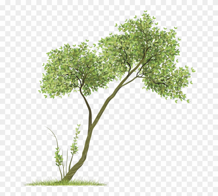 Baannueng @ Kata Drawing Room Clip Art - Trees Png #999802