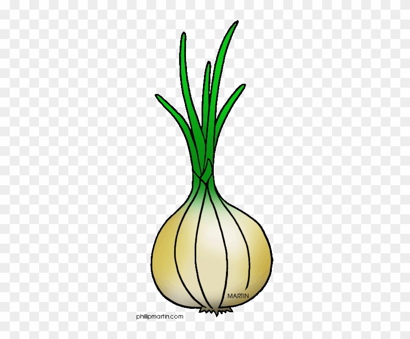 Royalty Free Onion Clipart - Vidalia Onion Clip Art #999905