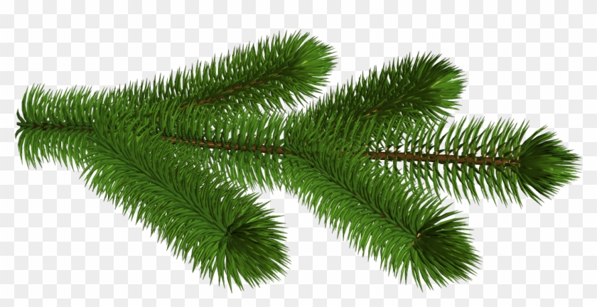 Transparent Pine Branch 3d Clipart Picture - Pine Branch No Background #999918