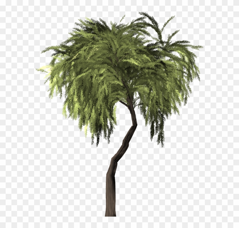 Collection Of Willow Tree Vector - Willow #999938