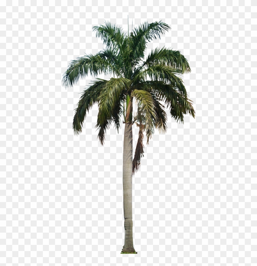 Pin Free Palm Tree Clip Art Images - Ese País Al Que Te Pareces #999939