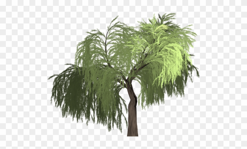 Collection Of Willow Tree Vector - Desert Palm #999940