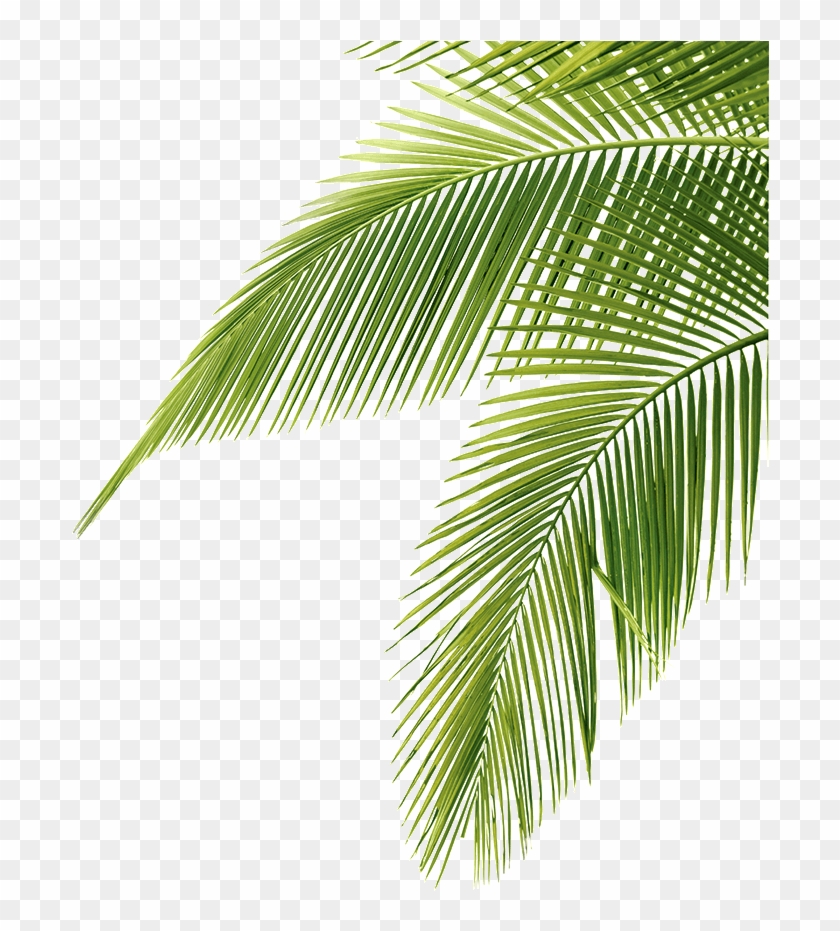 Palm Tree Clipart Long Tree - Palm Png #999947