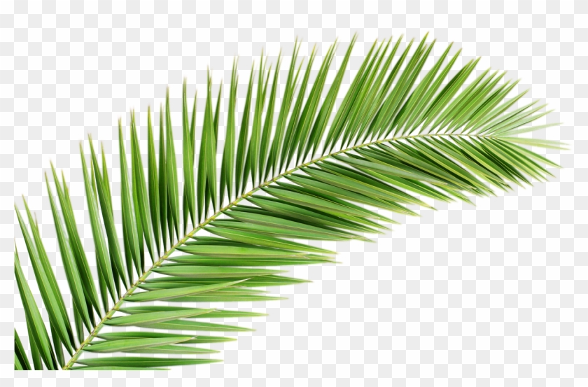 Palm Tree Png Transparent Images Free Donwload - Palm Tree Leaf Png #999986