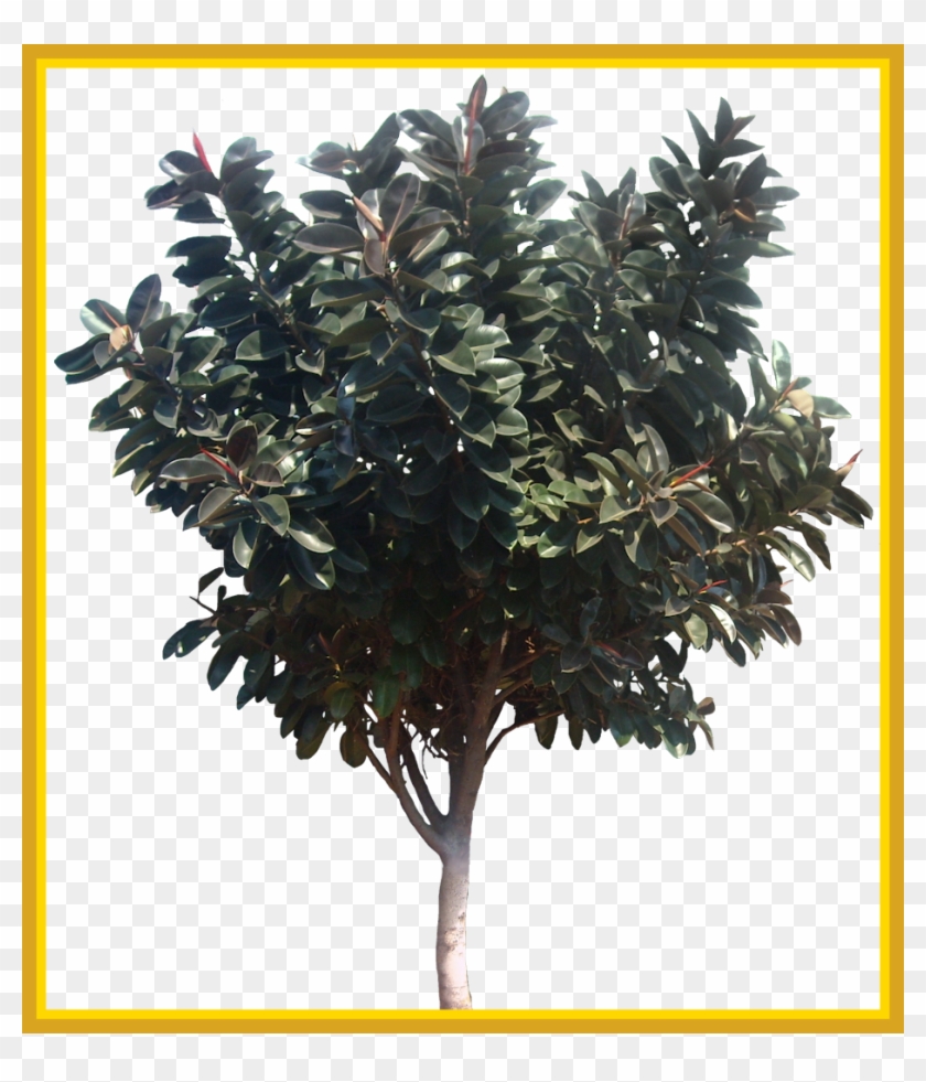 The Best Ficuselastica Png Tree Cut Out Cambodian Plants - Ficus Elastica #1000134