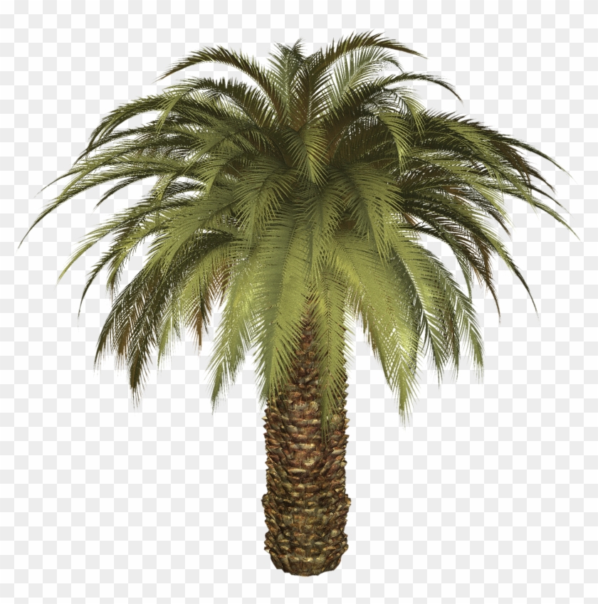 Palm Tree Image Png Image - Oil Palm Tree Png #1000138