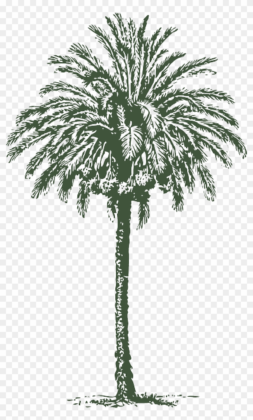 Big Palm Tree Drawing #1000140