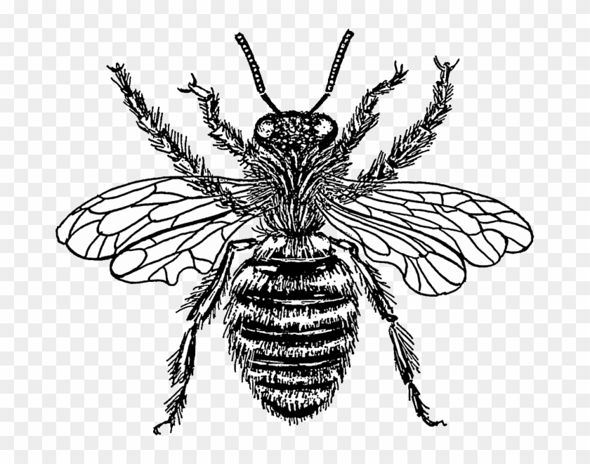 Western Honey Bee Drawing Clip Art - Honey Bee Black And White #1000233