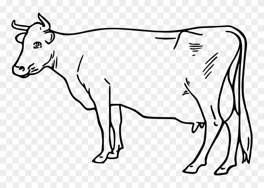 Ayrshire Cattle White Park Cattle Ox Goat Clip Art - Cow Clipart Black And White #1000350