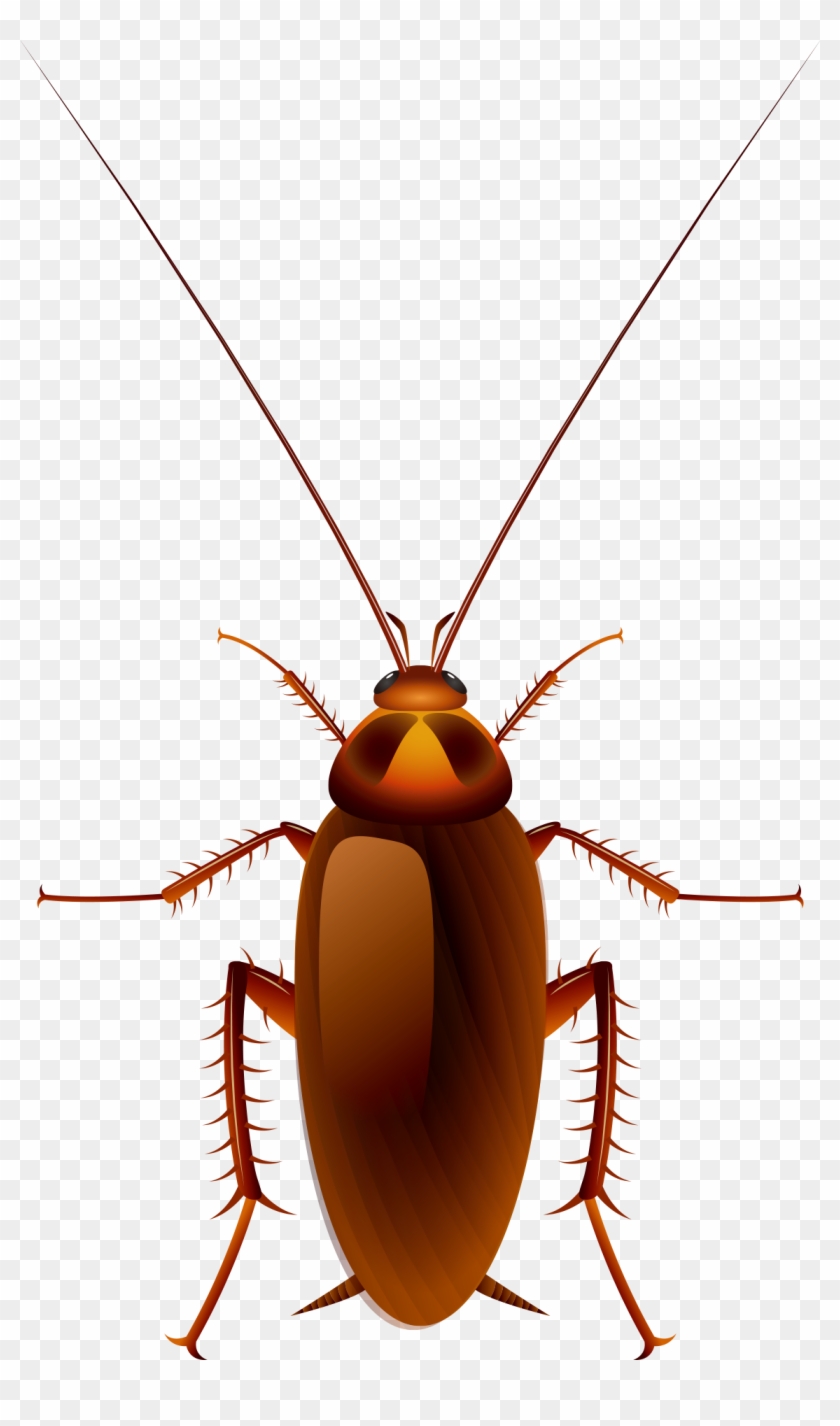 Cockroach Oggy Cartoon Clip Art - Cockroach Vector #1000352