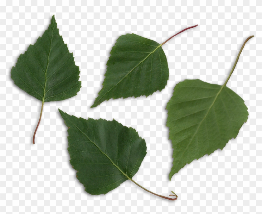 Leaves Png 7, Buy Clip Art - Birch Leaves Png #1000464