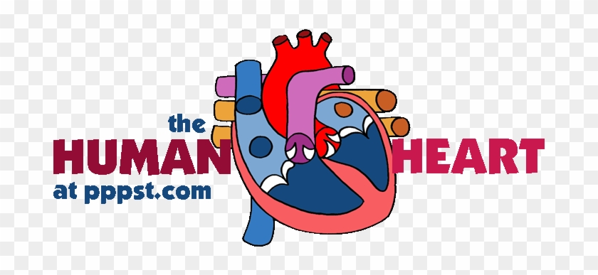Human Heart - Heart Powerpoint #1000475
