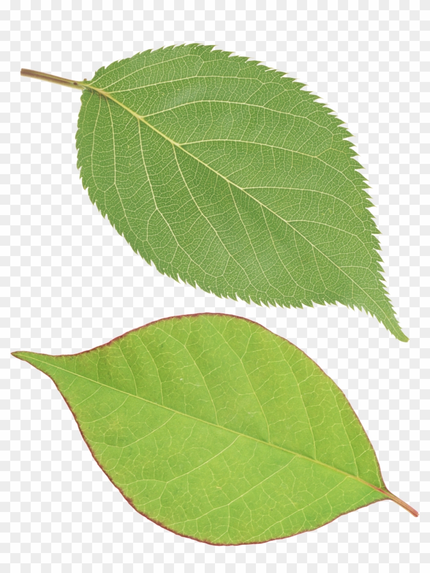 Single Green Leaves Clipart Png - Single Green Leaves Png #1000481
