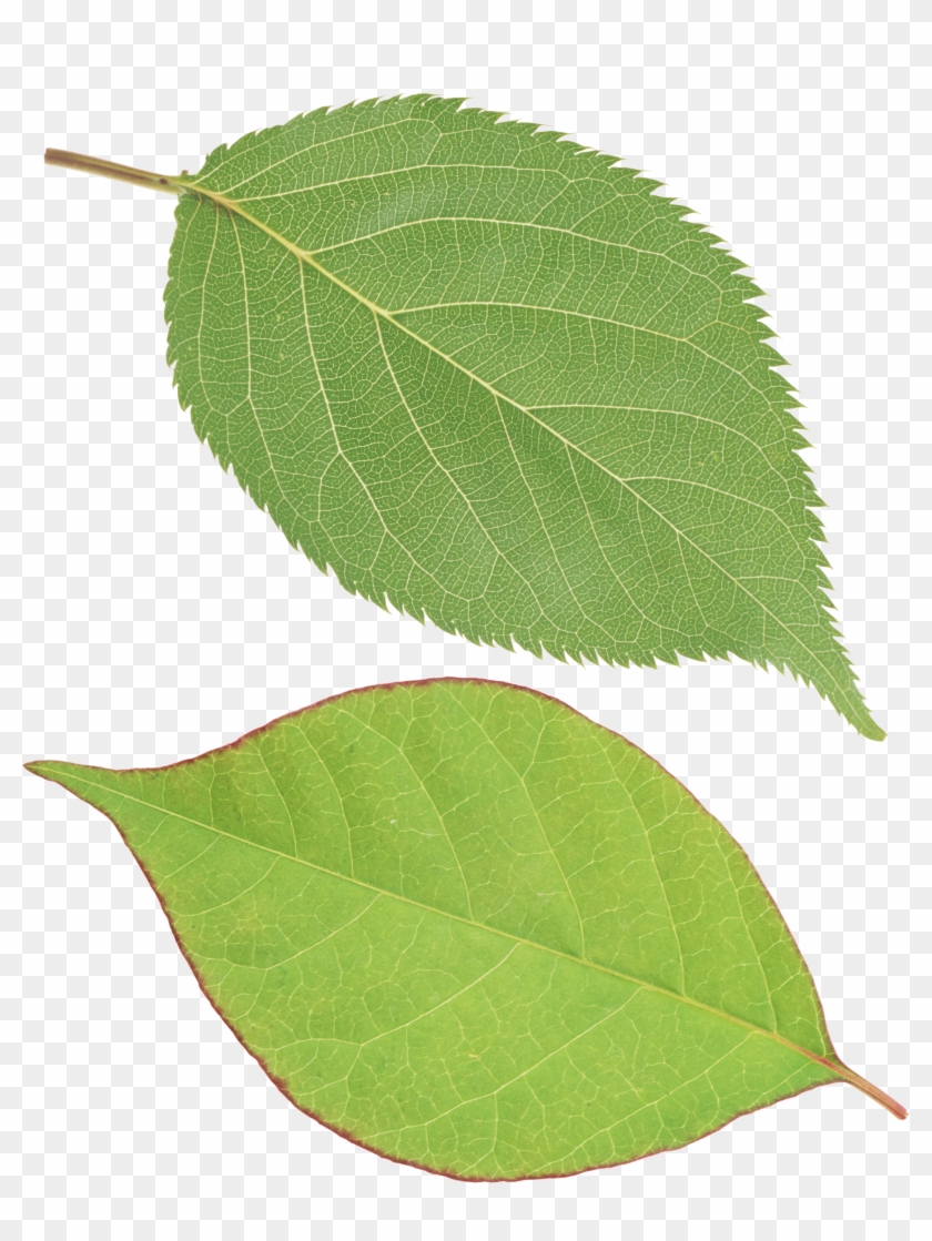 single green leaves clipart