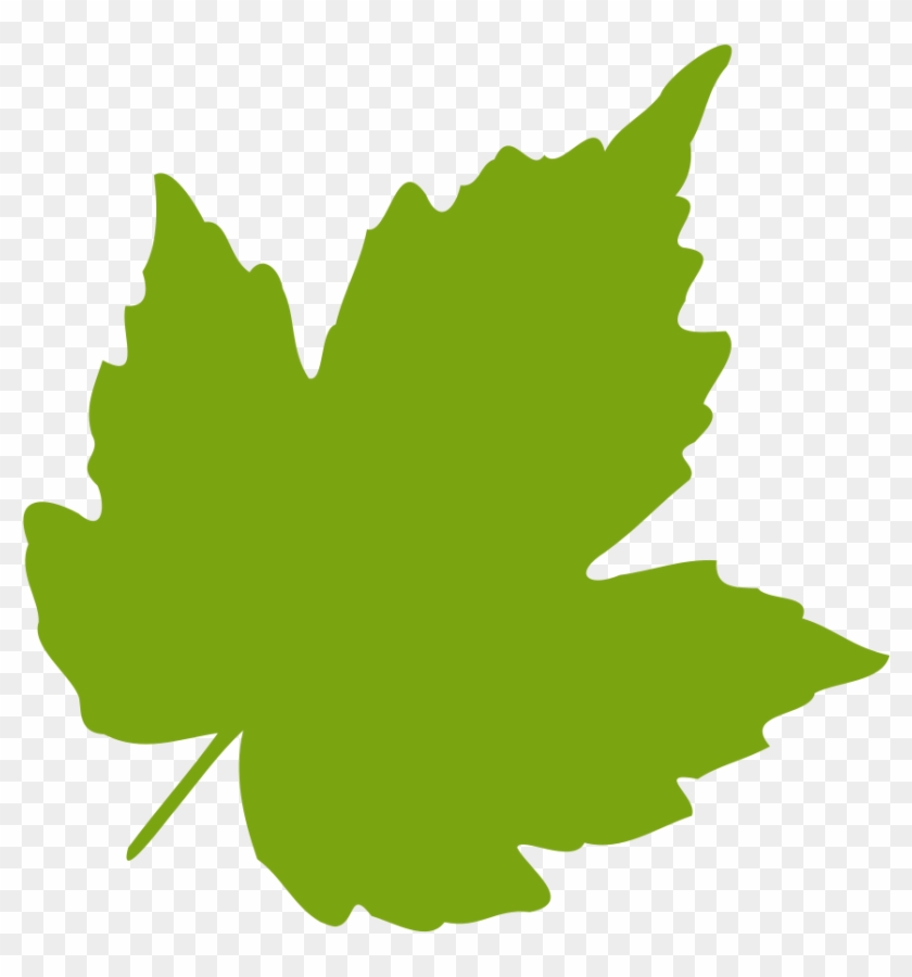 Oak Leaves Clip Art Birch Clipart Feuille Leaf 04 Vector - Leaves Svg #1000496