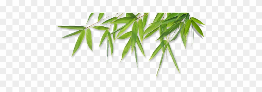 Image Of Bamboo Leaves Image Of Bamboo Leaves - Bamboo Transparent #1000508