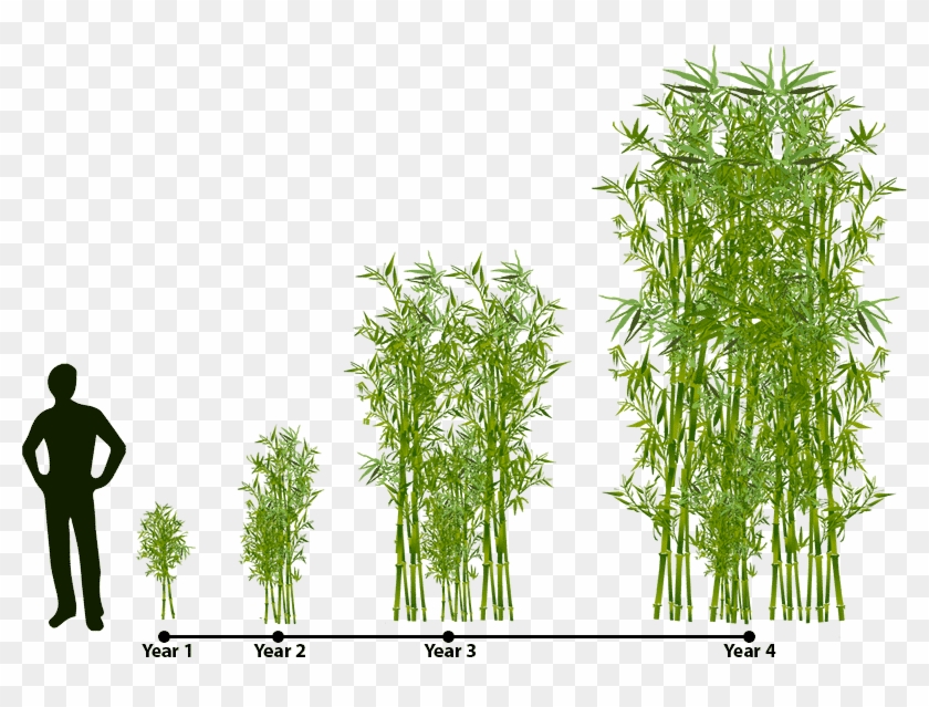 How Does Bamboo Grow Lewis Bamboo Rh Lewisbamboo Com - Fast Does Bamboo Grow #1000522