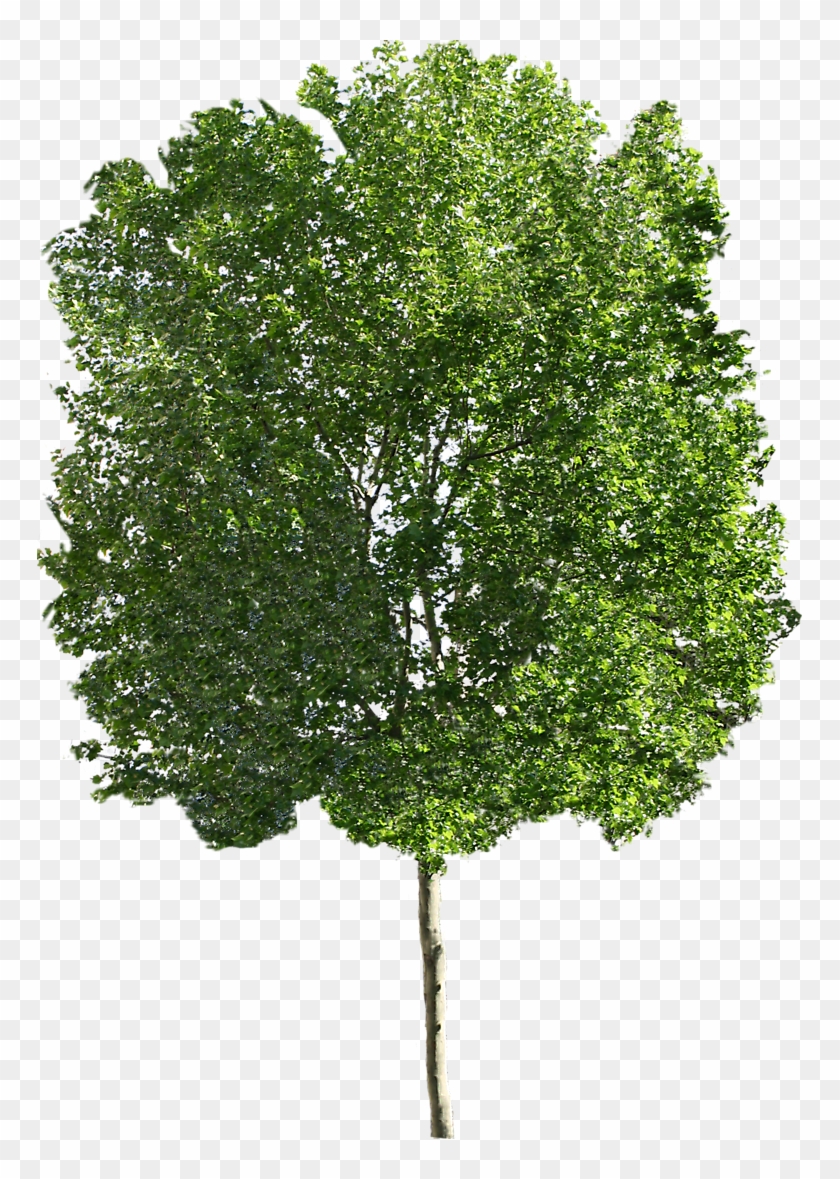 Ohio Buckeye Sugar Maple Tree Clip Art - London Plane Tree Png #1000536