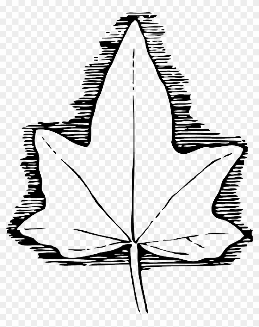 Outline, Leaf, Cartoon, Template, Poison, Medicine - Ivy Leaf Template #1000558