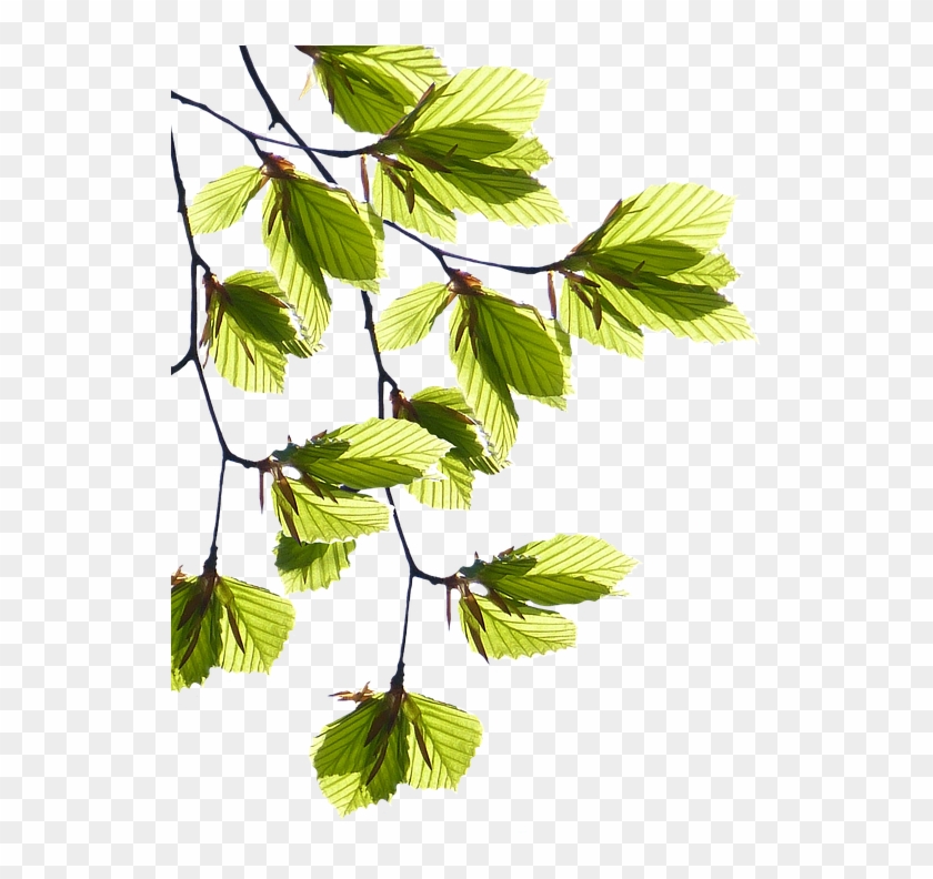 Leaves Png 18, Buy Clip Art - Lá Png #1000582