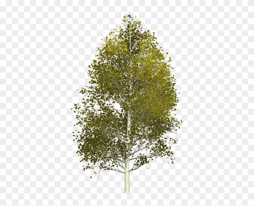 Tree Transparent Background 17, Buy Clip Art - Tree #1000583