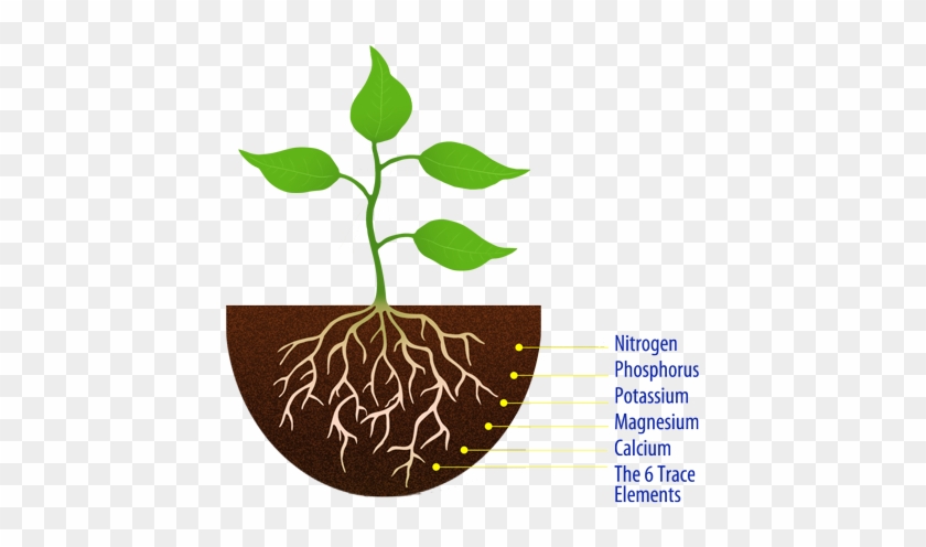 Pure - Complete - Balanced - Easily Assimilated - Simple - Plant With Roots #1000633