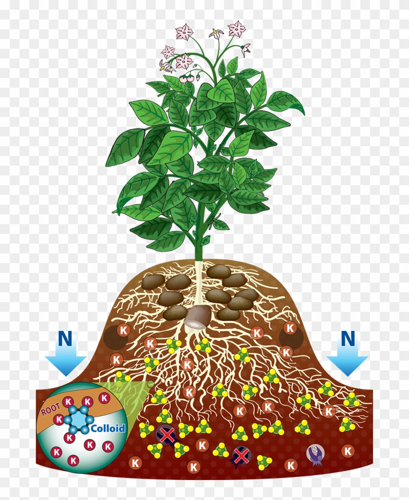 Roots Clipart Potato Plant - Roots Clipart Potato Plant #1000648
