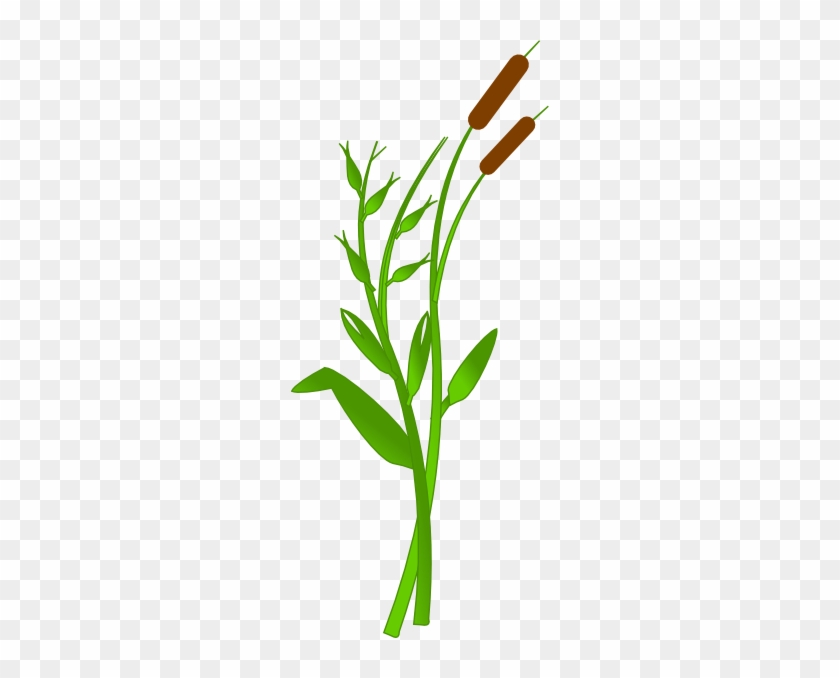 Cat Tail Plant Clipart #1000749