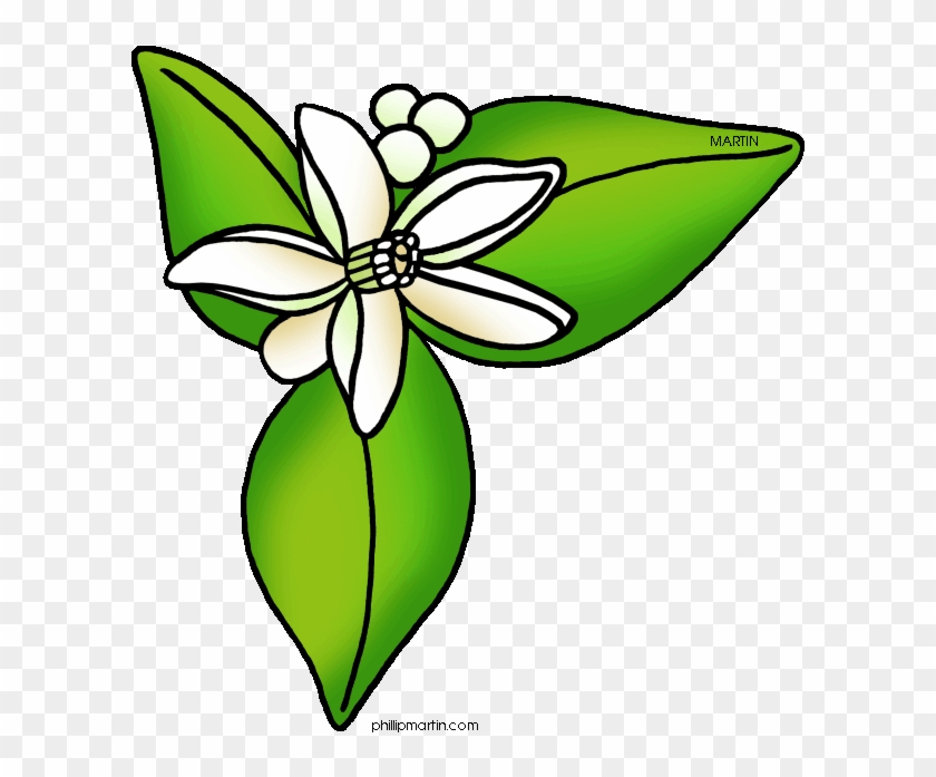 Orange Florida Clipart - Orange Blossom Florida's State Flower #1001037