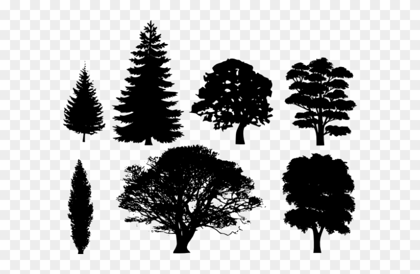 Pine Tree Clip Art Free Pictures Reference - Tree Black And White #1001071