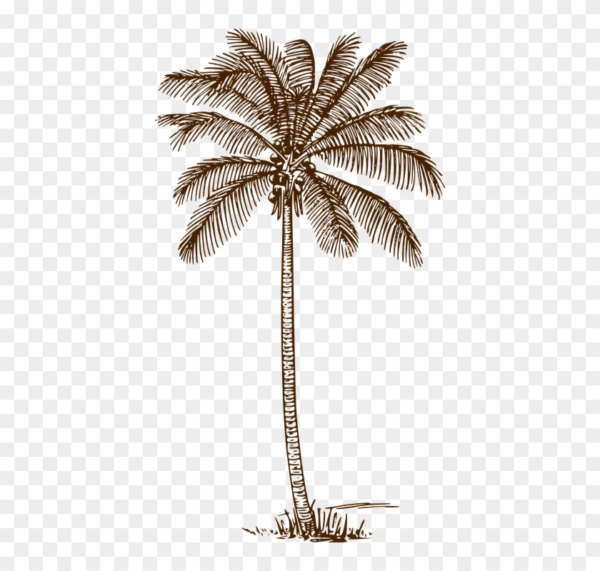 Coconut Tree Drawing 9, Buy Clip Art - Palm Tree Line Drawing #1001101