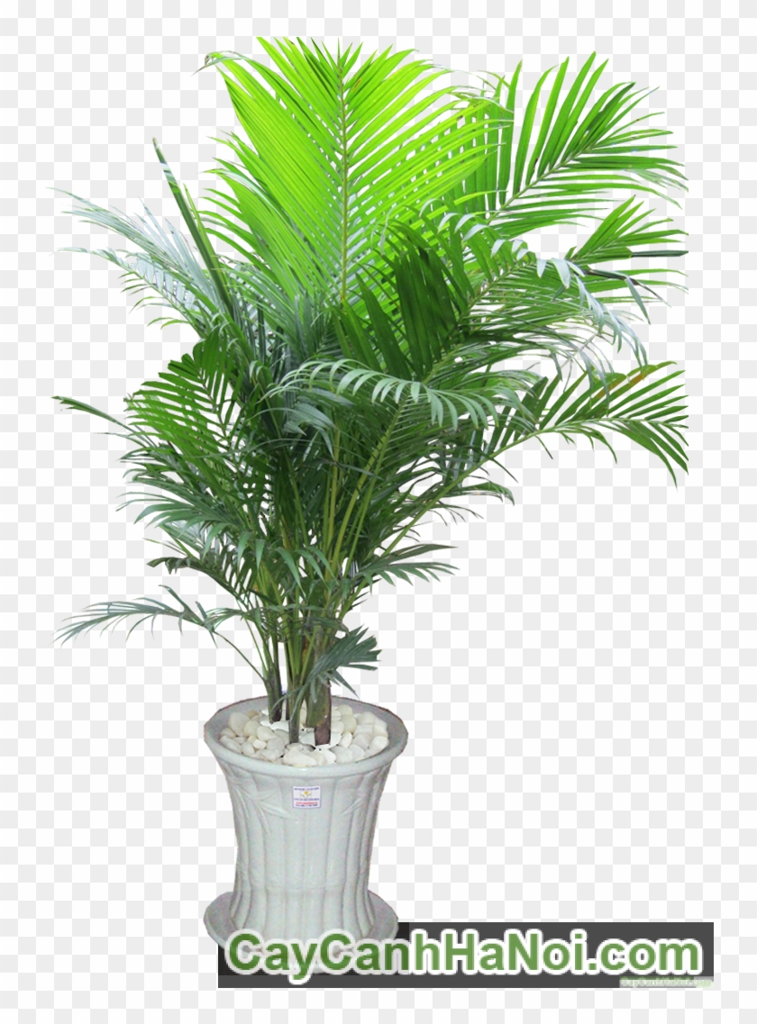 Cây Cau Nhật - Cây Cau Nhật #1001287