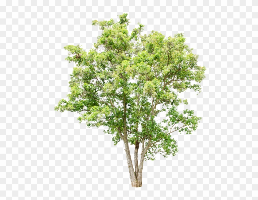 Cây Đơn Lập Nền Trắng Miễn Phí Png Và Psd - River Birch #1001344