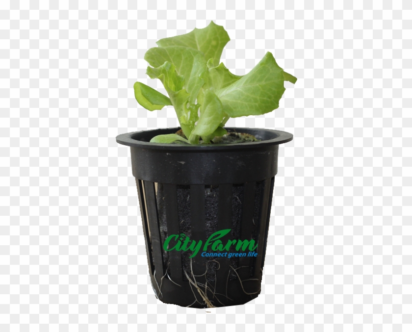 Cây Giống Ươm Bằng Viên Nén Xơ Dừa Có Tỷ Lệ Nảy Mầm - Flowerpot #1001365