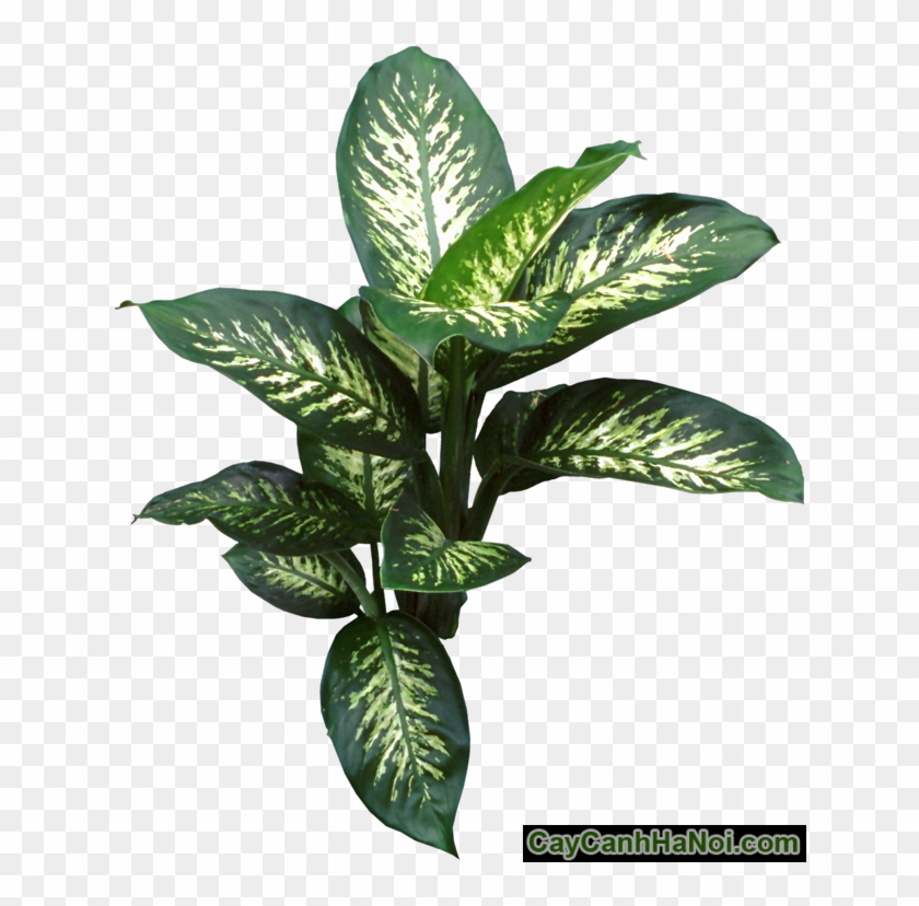 Cây Vạn Niên Thanh Thủy Canh - Indoor Plants Big Leaves #1001441