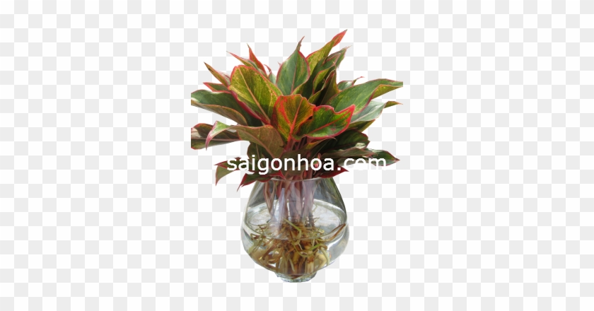 Cay Phu Quy Trong Nuoc - Centrepiece #1001491