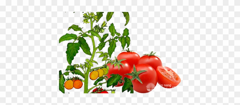 Cây Cà Chua, Đặc Điểm Sinh Thái Cây Cà Chua, Tomato - Tomato Plant Drawing #1001494